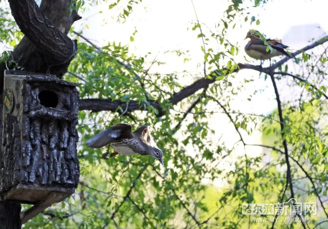 趴窝孵蛋啦！兆麟公园 6月8日前后就能看到鸳鸯宝宝跳巢