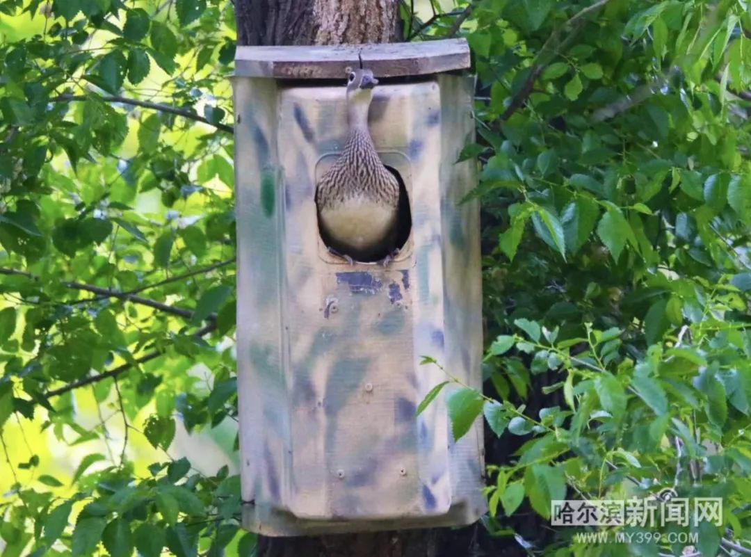 趴窝孵蛋啦！兆麟公园 6月8日前后就能看到鸳鸯宝宝跳巢