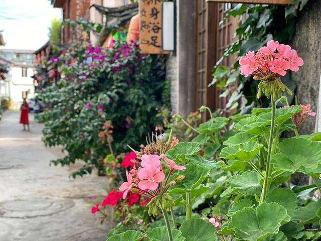 带你去旅行:丽江—泸沽湖—香格里拉