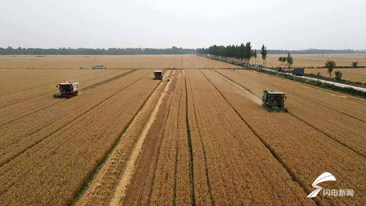 德州810萬畝小麥開鐮收割 機收率預(yù)計達99.8%