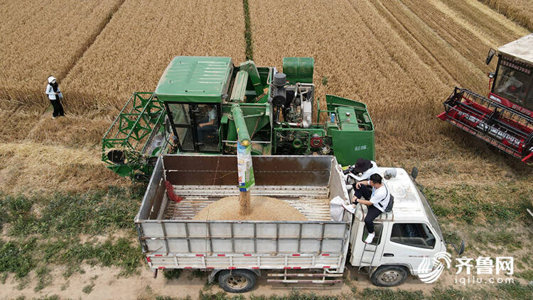 德州810萬畝小麥開鐮收割 機收率預(yù)計達99.8%