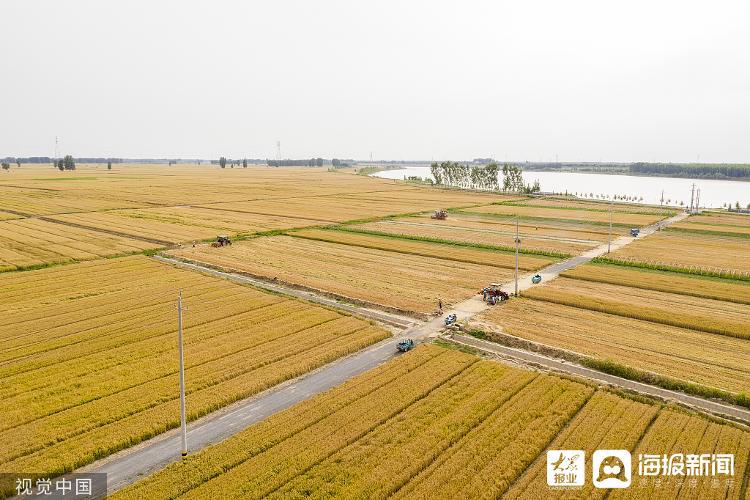 “機(jī)械化收割”代替“彎腰割麥”山東多地田間地頭豐收忙