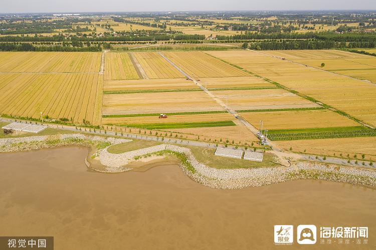“機(jī)械化收割”代替“彎腰割麥”山東多地田間地頭豐收忙