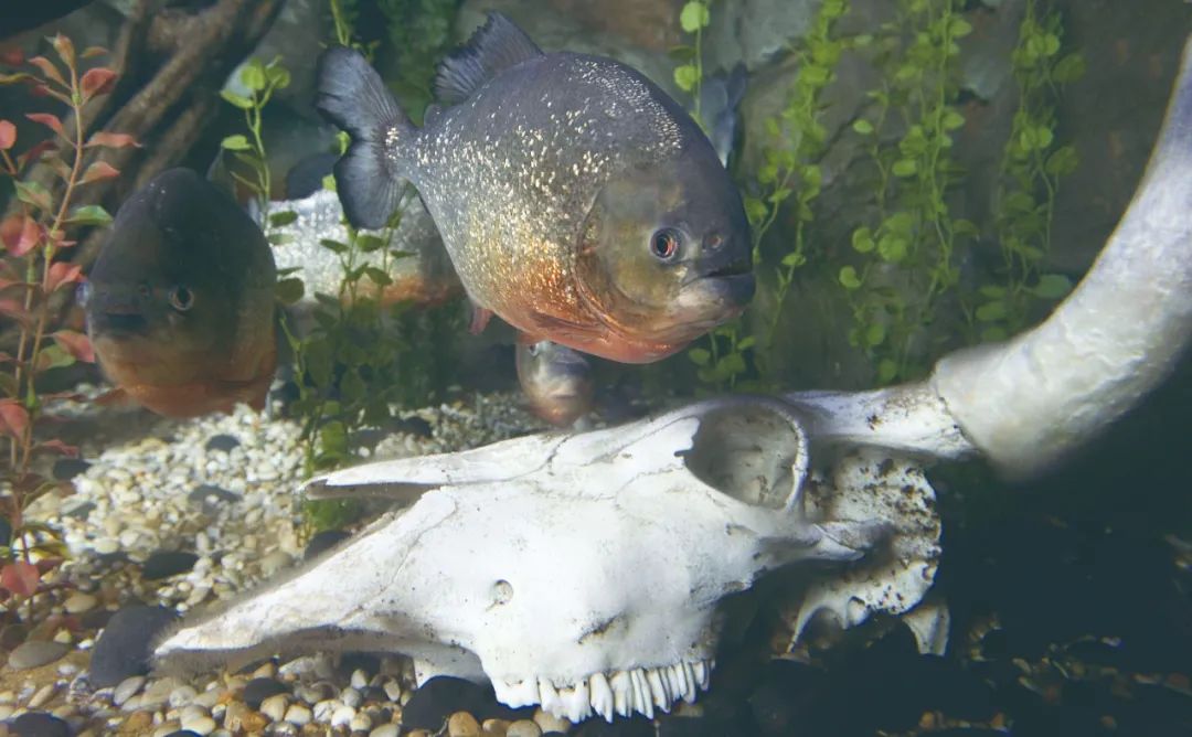 食人鱼真的能在5分钟内把一个人吃得只剩骨架吗?