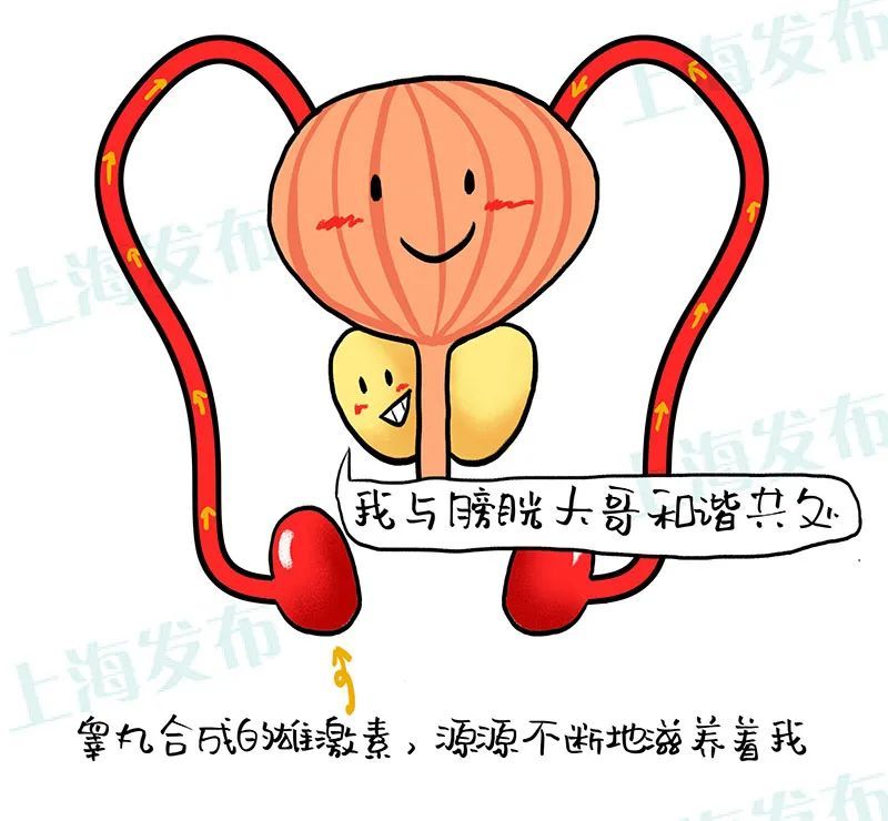 前列腺被雄激素催促的一生各个年龄段的前列腺都有什么症状