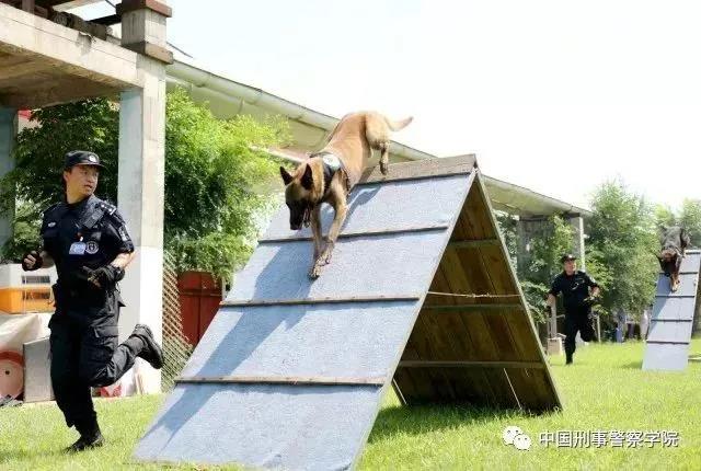 我没有选择“警察狗”，但中国刑事警察大学54次浪费