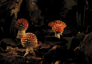 多人食用后中毒，这东西近期常见！医生：没有特效药，死亡率很高…