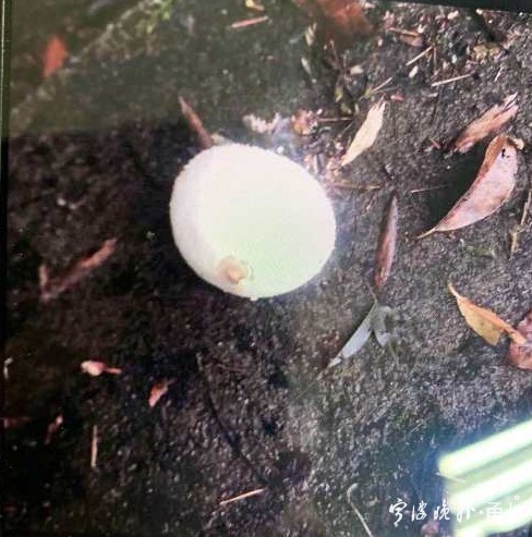 多人食用后中毒，这东西近期常见！医生：没有特效药，死亡率很高…