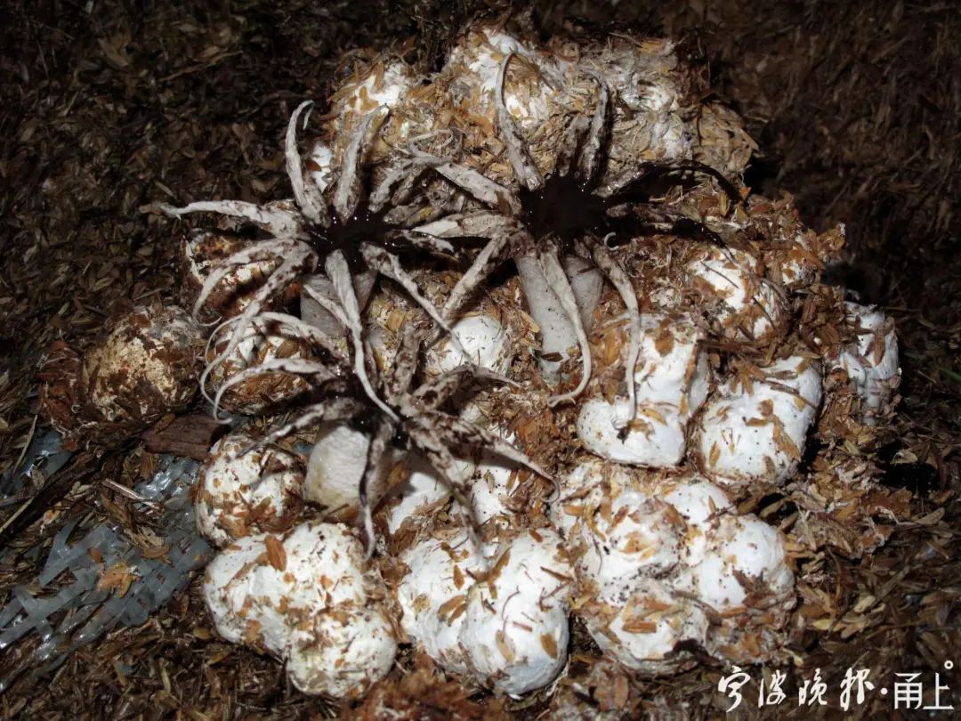 多人食用后中毒，这东西近期常见！医生：没有特效药，死亡率很高…