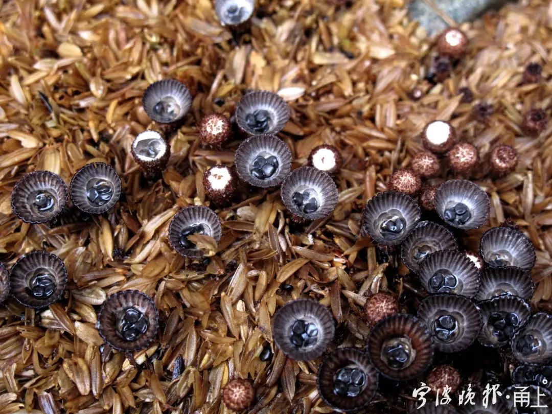 多人食用后中毒，这东西近期常见！医生：没有特效药，死亡率很高…
