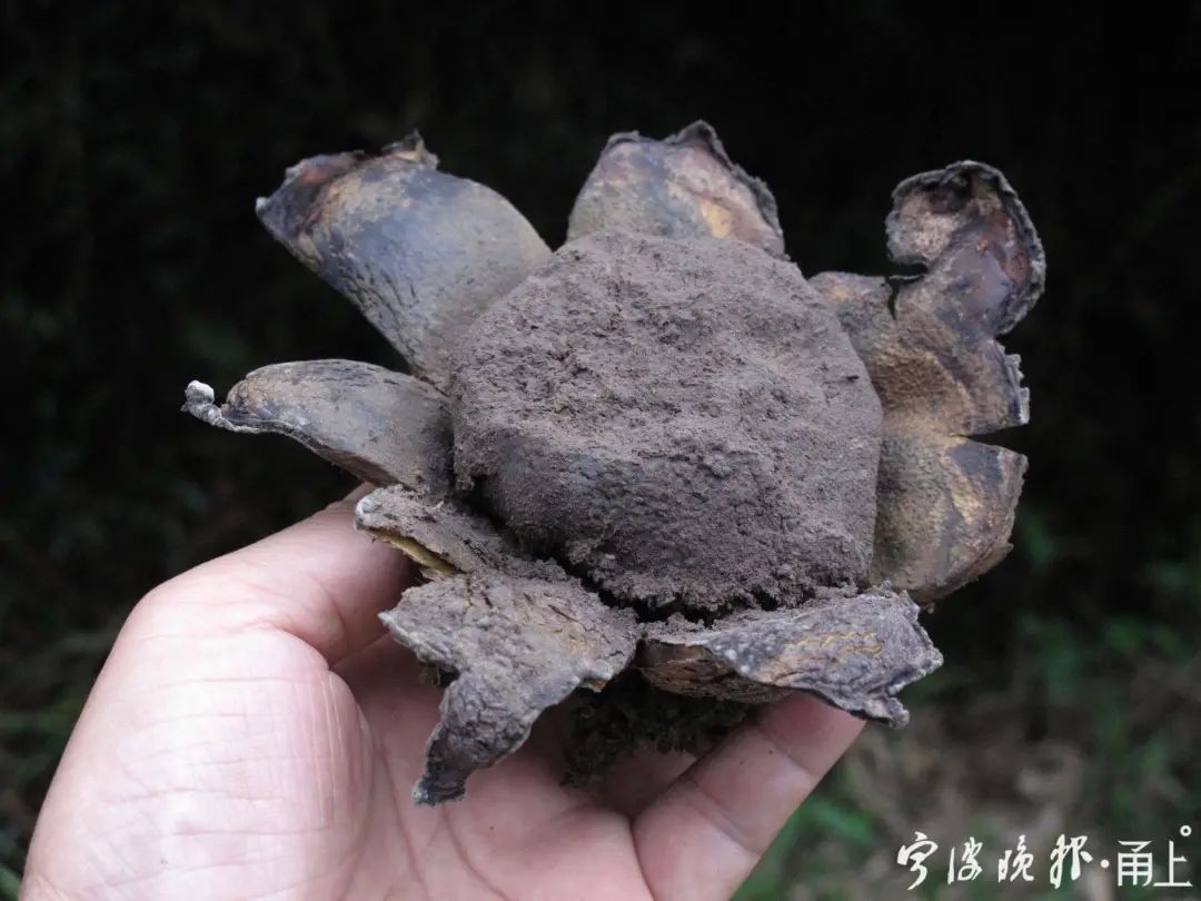 多人食用后中毒，这东西近期常见！医生：没有特效药，死亡率很高…