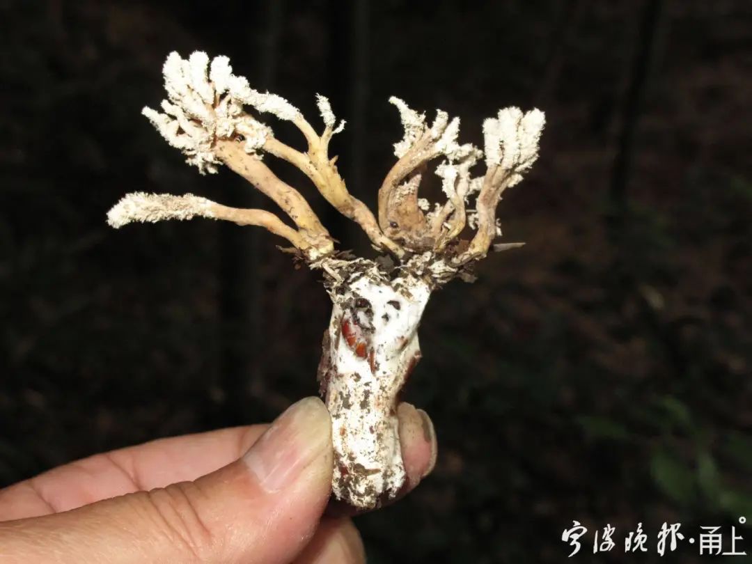 多人食用后中毒，这东西近期常见！医生：没有特效药，死亡率很高…