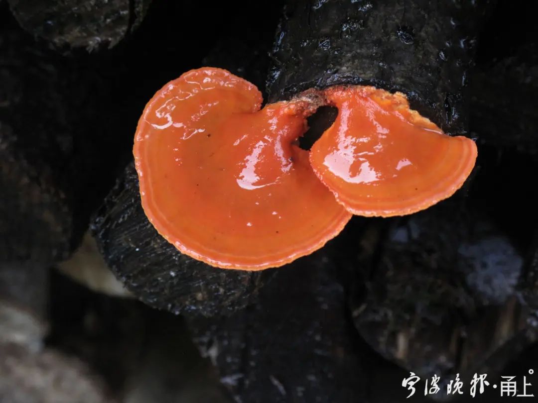 多人食用后中毒，这东西近期常见！医生：没有特效药，死亡率很高…