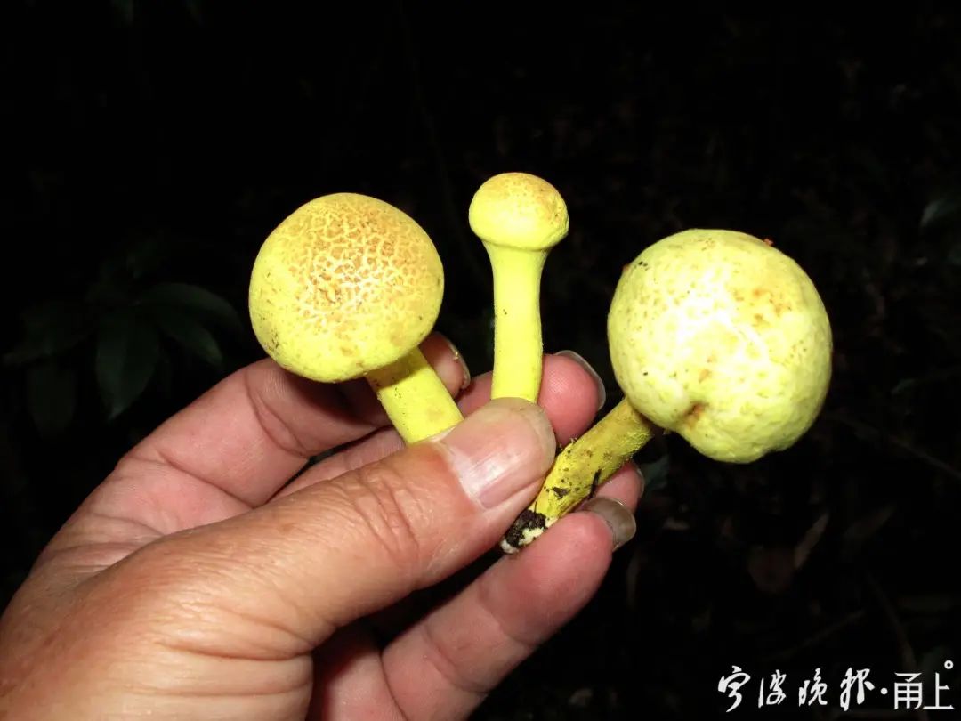 多人食用后中毒，这东西近期常见！医生：没有特效药，死亡率很高…