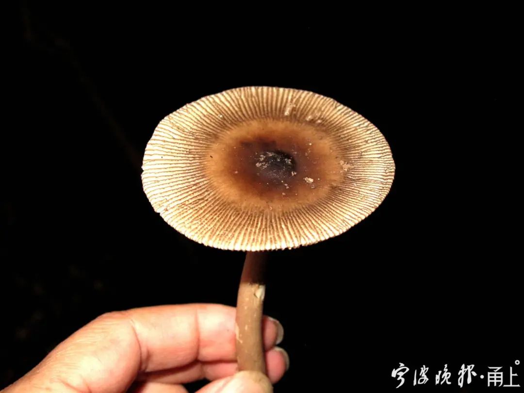 多人食用后中毒，这东西近期常见！医生：没有特效药，死亡率很高…