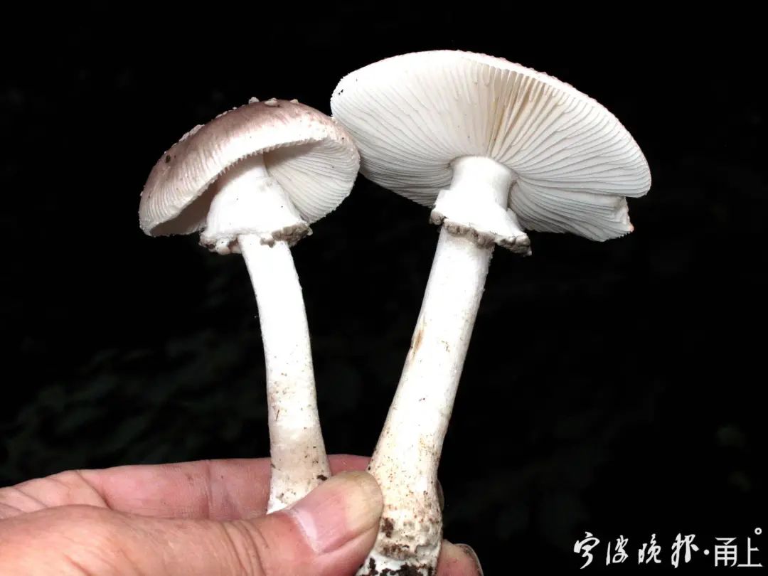 多人食用后中毒，这东西近期常见！医生：没有特效药，死亡率很高…