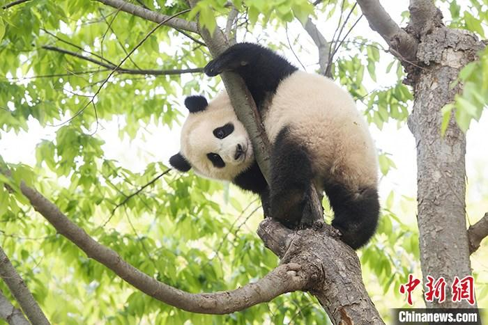 大熊猫由“濒危”降为“易危”还是国宝吗？