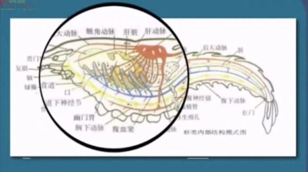 肌肉酸痛、酱油色尿……夏日小龙虾还能不能吃了？