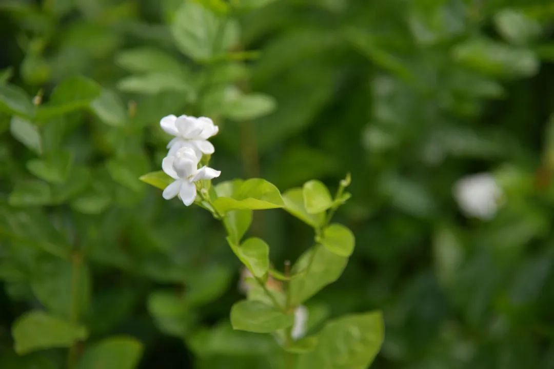 “福建文化标识” 公布，看看福州入选的有哪些？