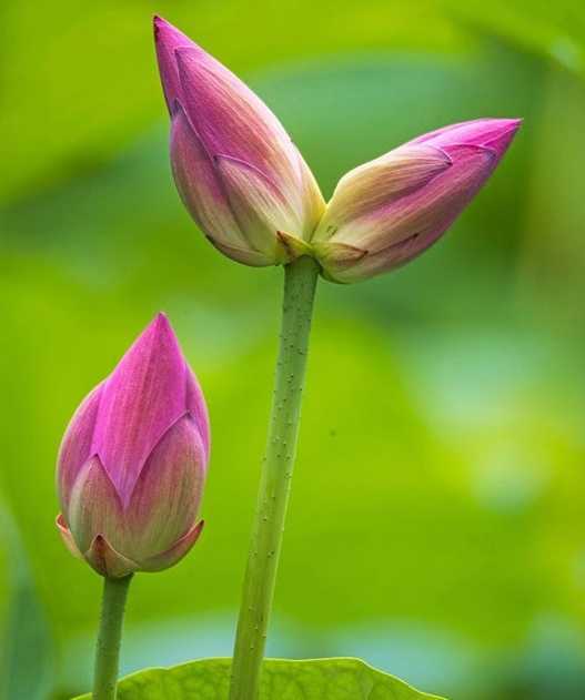 盛世并蒂莲花开，国泰民安多美好