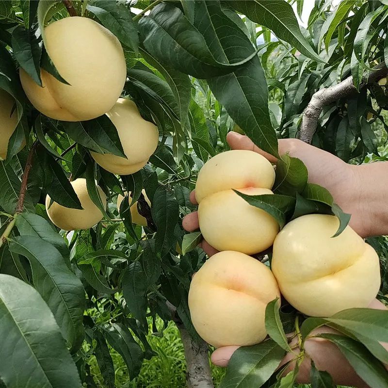 白桃的产区沂蒙山,森林覆盖面积大,山地丘陵占总面积的94%,生长在丘陵