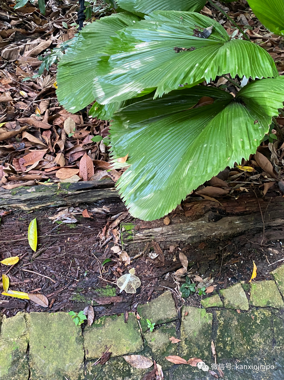 新加坡宅旅游攻略，揭秘惊喜多多的植物园