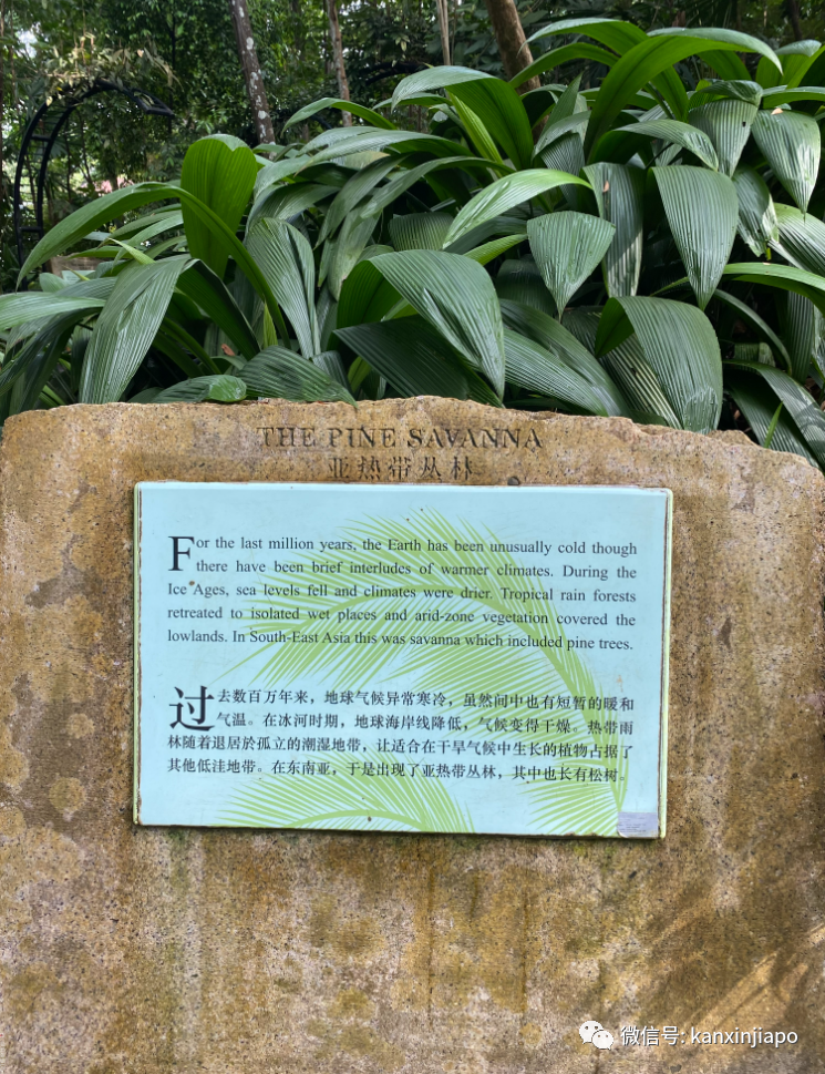 新加坡宅旅游攻略，揭秘惊喜多多的植物园