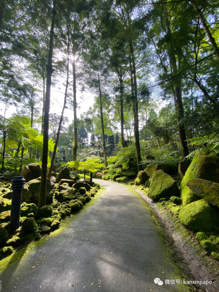 新加坡宅旅游攻略，揭秘惊喜多多的植物园