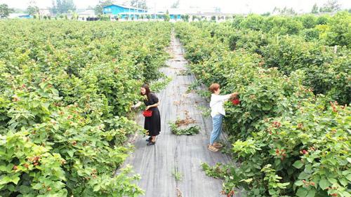 雙季紅樹莓,雙季紅樹莓哪個(gè)品種好