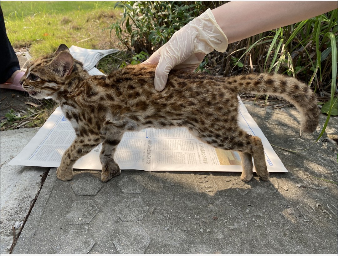 广东发现一只死亡的小豹猫,计划将其做成标本,这么可爱能养吗?