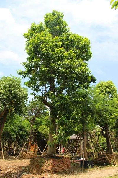 如何形容夏天的味道？或许是记忆中的花香