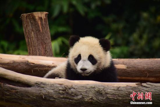 2022年送到莫斯科的大熊猫（俄罗斯动物园有熊猫吗）