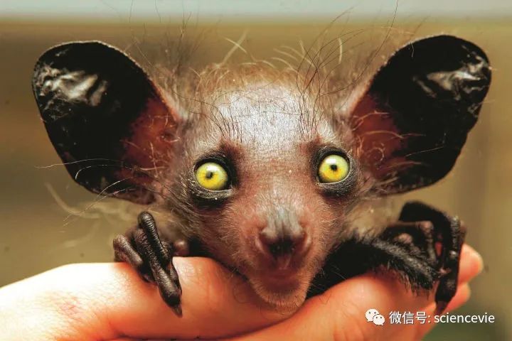 那些长得不怎么可爱的动物宝宝