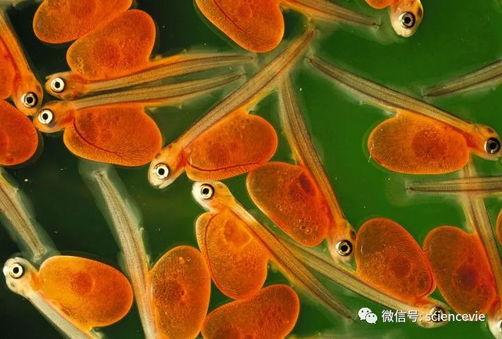 那些长得不怎么可爱的动物宝宝