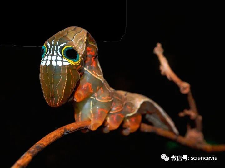 那些长得不怎么可爱的动物宝宝