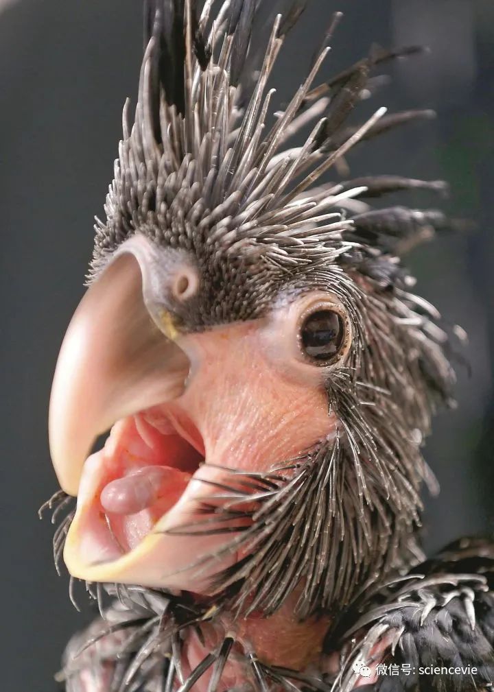 那些长得不怎么可爱的动物宝宝