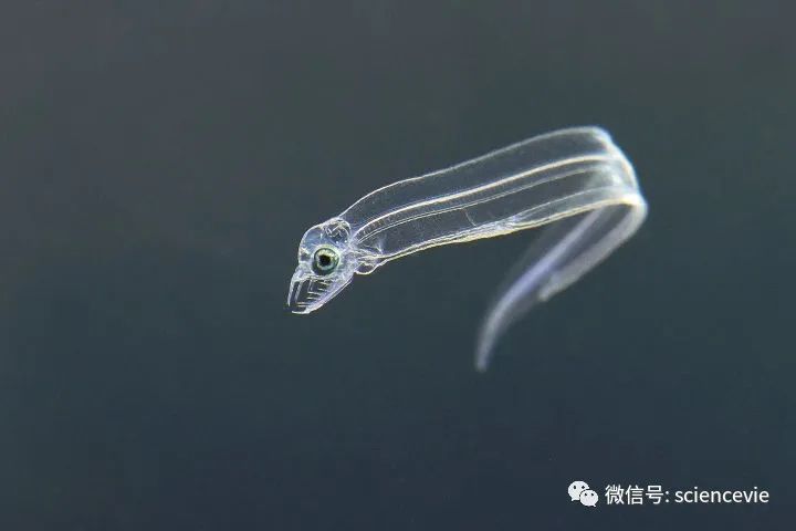 那些长得不怎么可爱的动物宝宝