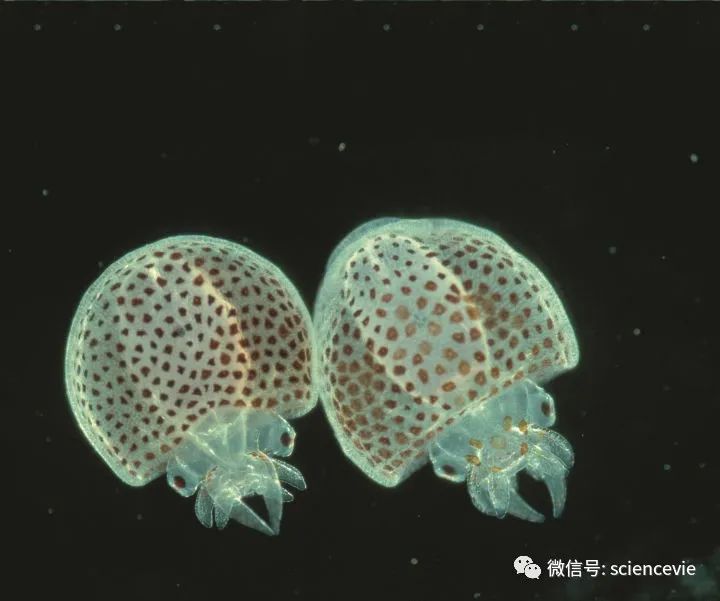 那些长得不怎么可爱的动物宝宝