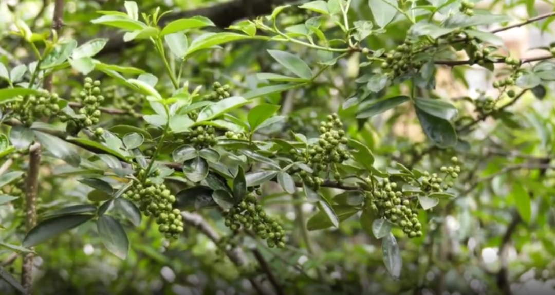 鲁甸：小小花椒树成乡村振兴大产业