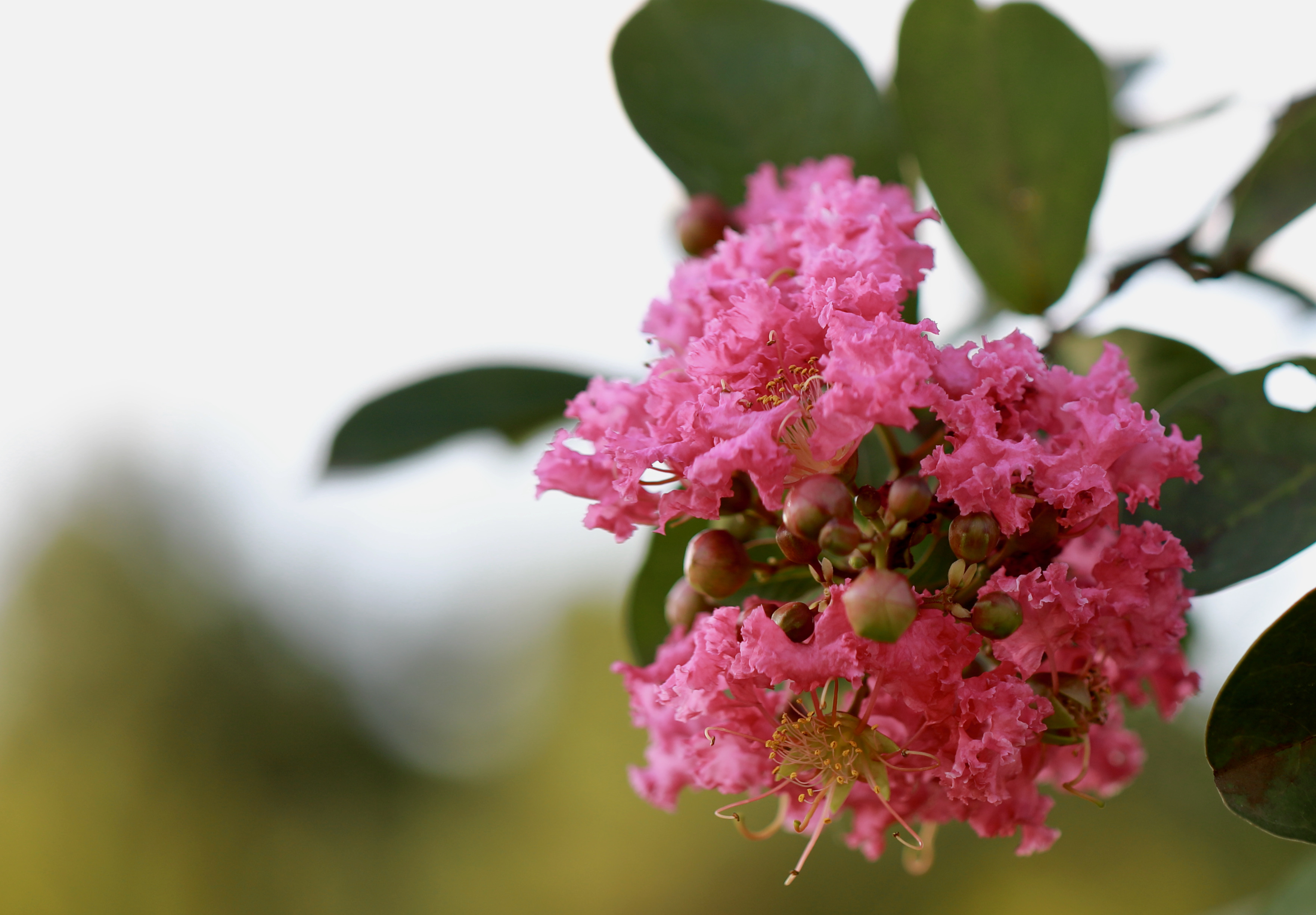 谁说“花无百日红”？紫薇就是与众不同