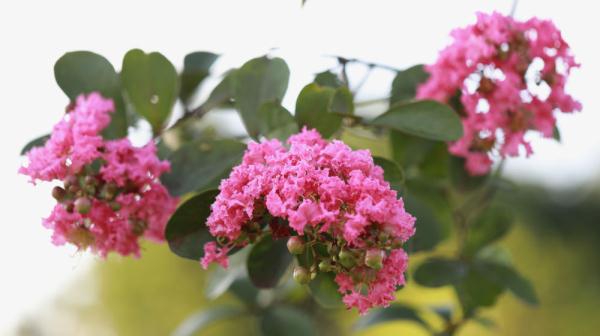 誰說 花無百日紅 紫薇就是與衆不同 Me前沿