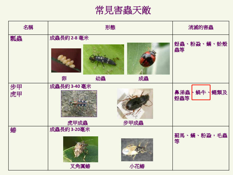 蜗牛是益虫还是害虫,无壳蜗牛是益虫还是害虫