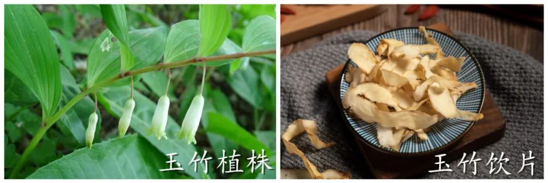 玉竹图片（1分钟带你了解玉竹的真实样子）