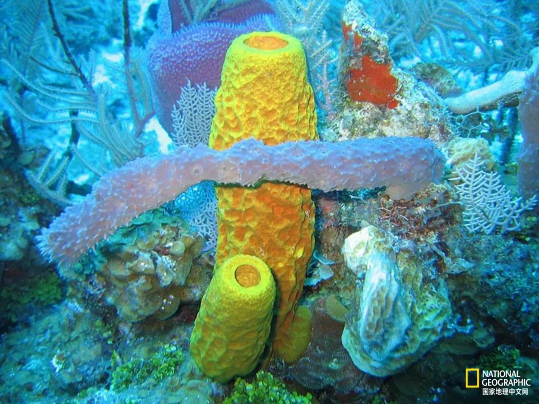 人类祖先可能是“海绵宝宝”？