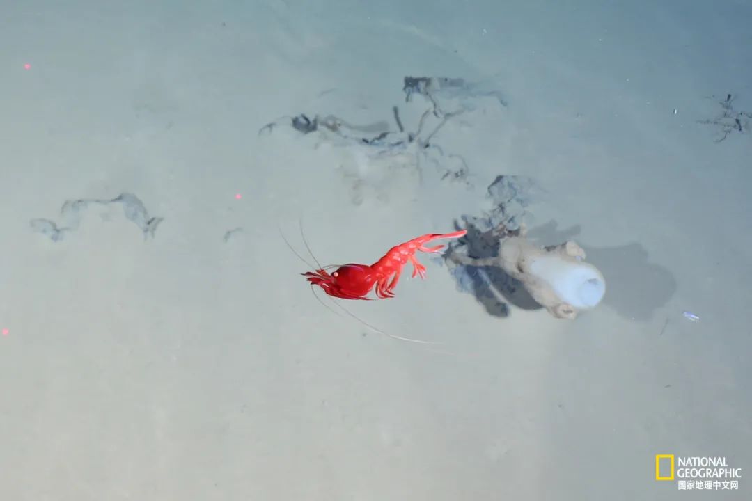 人类祖先可能是“海绵宝宝”？