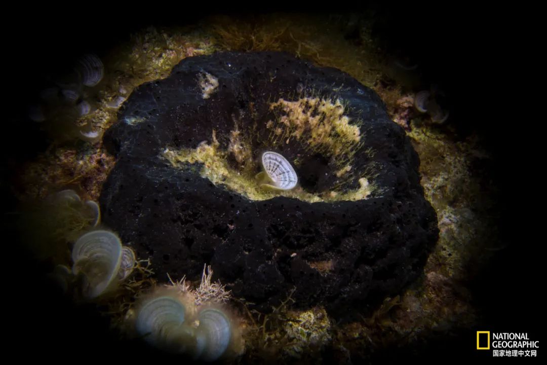 人类祖先可能是“海绵宝宝”？