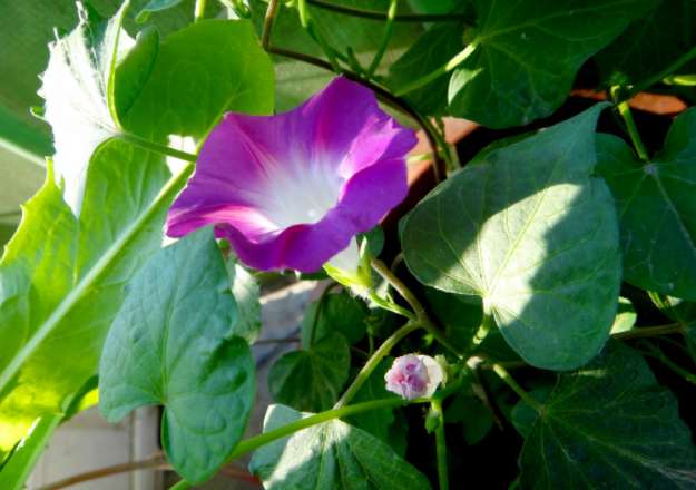 昙花一现的现是什么意思 昙花一现的现是什么意思啊 展天联盟