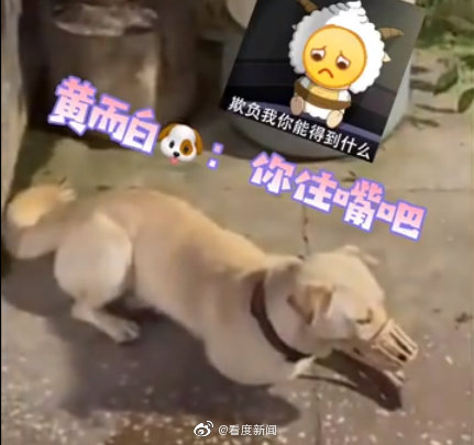 狗可不可以吃香菇