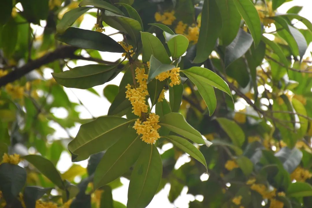 多彩金秋 | 桂花落人间，满秋香自来！