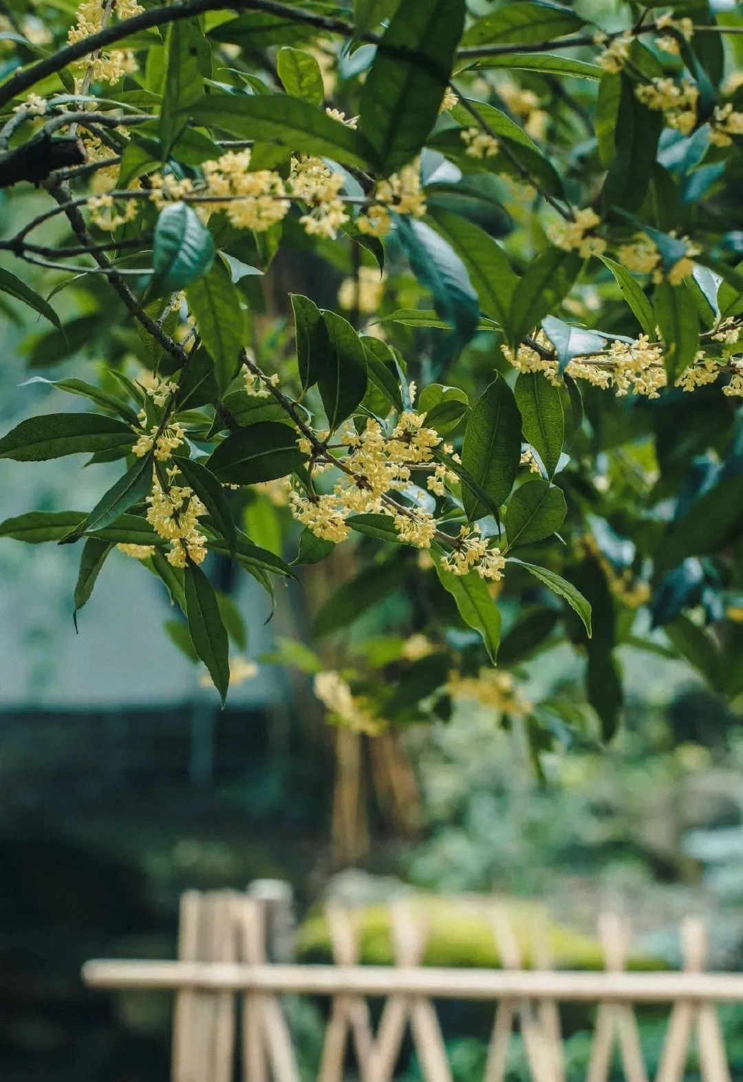 多彩金秋 | 桂花落人间，满秋香自来！